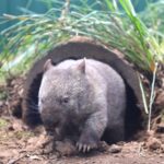 australian-reptile-park-hope-wombat-ft